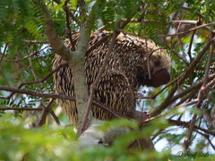 Coendou longicaudatus