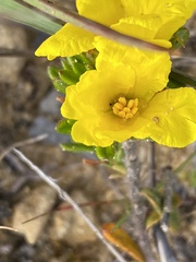 Hibbertia sericea