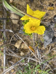 Hibbertia sericea