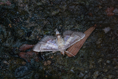 Marasmia