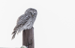 Strix uralensis