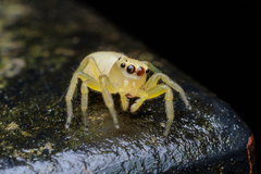Epocilla