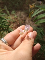 Lathyrus lanszwertii