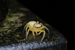 Epocilla