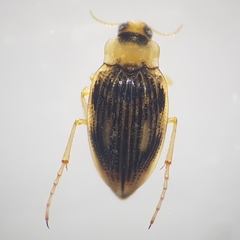 Brychius elevatus