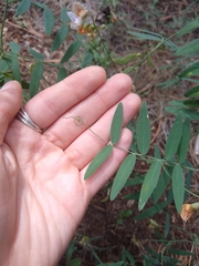 Lathyrus lanszwertii