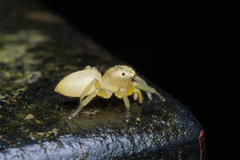 Epocilla