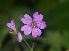 Geranium pusillum