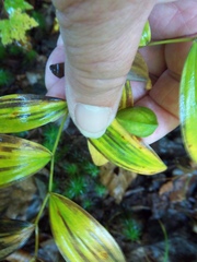 Uvularia sessilifolia