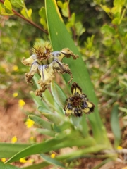 Ferraria