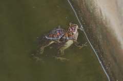 Sclerophrys xeros