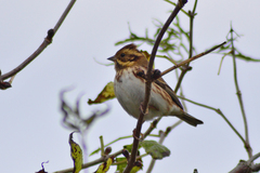 Emberiza rustica