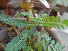 Phyllanthus amarus