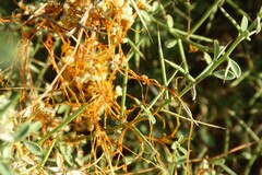 Cuscuta campestris