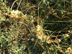 Cuscuta campestris