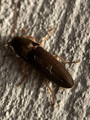 Elateridae
