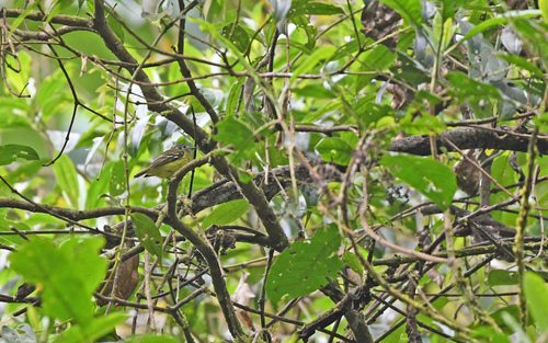 Ashy-headed Tyrannulet (Tyranniscus cinereiceps), photo 5