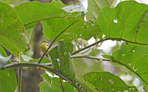 Ashy-headed Tyrannulet (Tyranniscus cinereiceps), photo 4