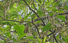 Phyllomyias cinereiceps