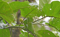 Phyllomyias cinereiceps
