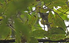 Phyllomyias cinereiceps