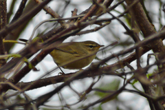 Phylloscopus fuscatus