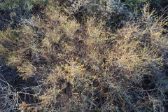 Pentzia incana