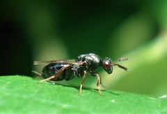 Monodontomerus thorpi