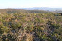 Euryops tenuissimus