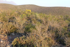 Euryops tenuissimus