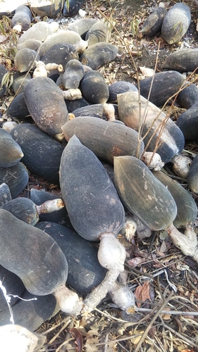 za baobab