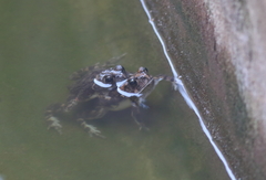 Sclerophrys xeros