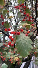Scandosorbus
