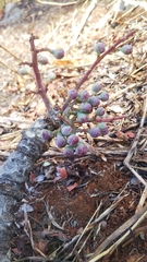 Zanthoxylum tsihanimposa