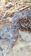 Zanthoxylum tsihanimposa