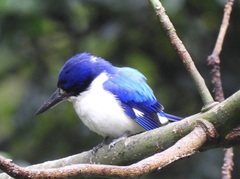 Todiramphus macleayii