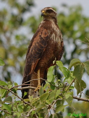 Buteogallus meridionalis
