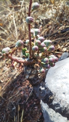 Zanthoxylum tsihanimposa