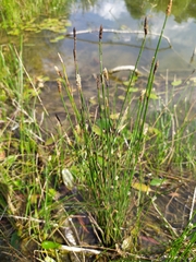 Eleocharis palustris
