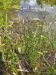 Eleocharis palustris