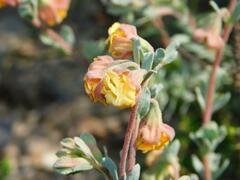 Hermannia trifoliata