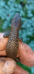 Egernia kingii