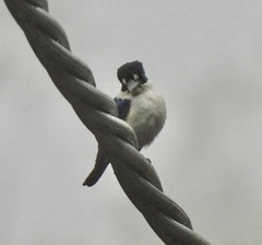 Todiramphus macleayii