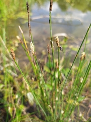 Eleocharis palustris