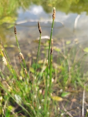 Eleocharis palustris