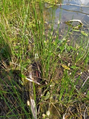 Eleocharis palustris