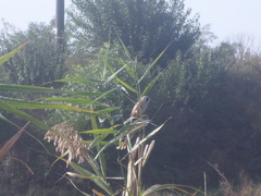 Panurus biarmicus