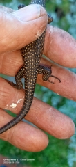 Egernia kingii