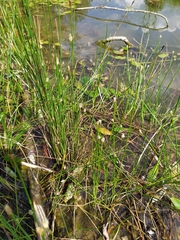 Eleocharis palustris