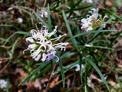 Grevillea linearifolia